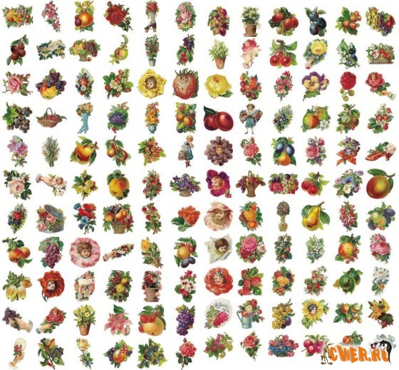 Dover - Color Fruits and Flowers Illustrations