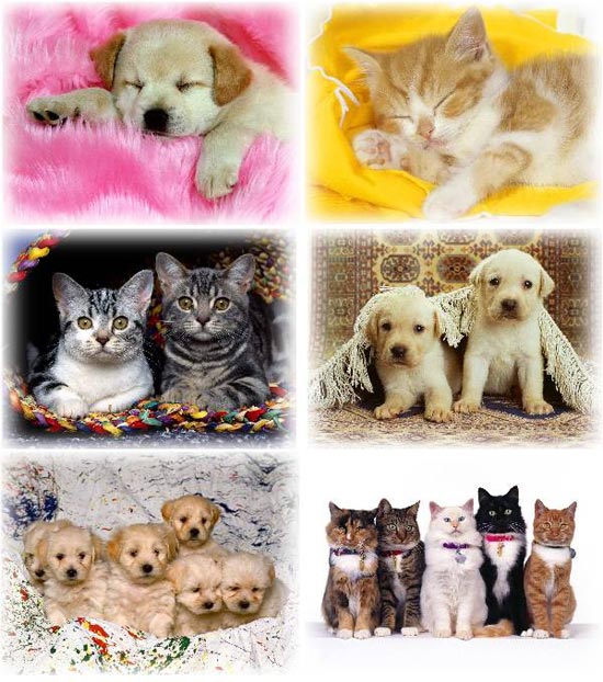 Cute Dogs and Cats Wallpapers