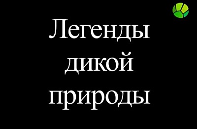 Легенды дикой природы