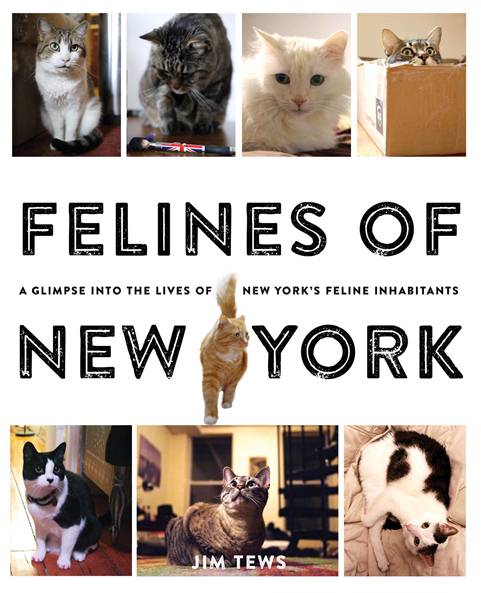 Felines of New York